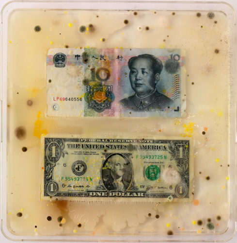 Ken Rinaldo, "Chinese Yuan / US Dollar (From Borderless Bacteria / Colonialist Cash)". 2017. Agar, Currency, Bacteria. Courtesy of Ken Rinaldo