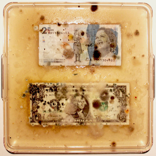 Ken Rinaldo, "Columbian Peso / US Dollar (From Borderless Bacteria / Colonialist Cash)". 2017. Agar, Currency, Bacteria. Courtesy of Ken Rinaldo