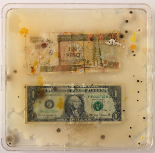 Ken Rinaldo, "Cuban Peso / US Dollar (From Borderless Bacteria / Colonialist Cash)". 2017. Agar, Currency, Bacteria. Courtesy of Ken Rinaldo