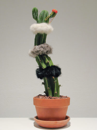 Amy Youngs, "Cute Parasite: Just Kidding". 2008.live grafted cacti with feathers, rabbit fur, real and fake human hair, fake eyelashes and rubber bands. Courtesy of Amy Youngs