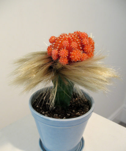 Amy Youngs, "Cute Parasite: Pretty Girl". 2008.live grafted cacti with feathers, rabbit fur, real and fake human hair, fake eyelashes and rubber bands. Courtesy of Amy Youngs